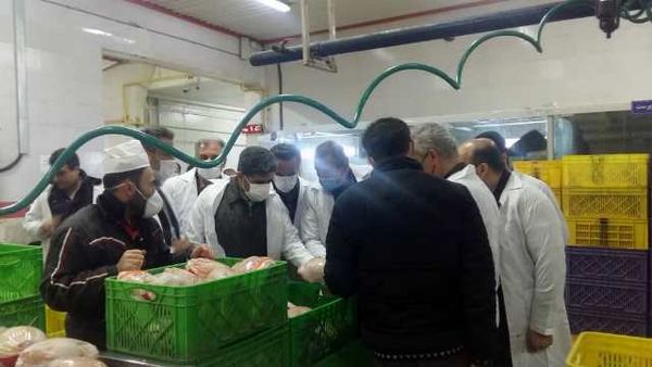 متخلفان عرصه توزیع و فروش مرغ نقره داغ خواهند شد