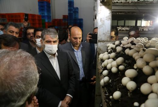 وزیر جهاد کشاورزی از مجتمع کشت و صنعت قارچ ملارد بازدید کرد