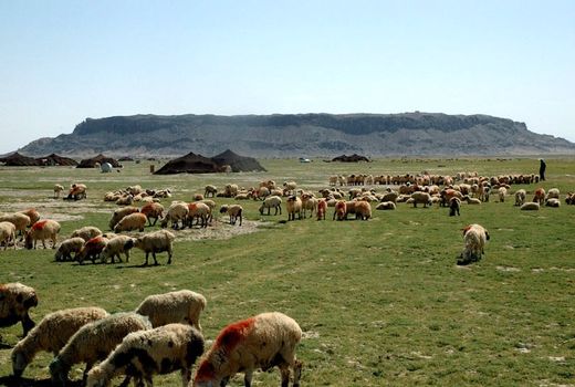 3200 تن جوی دامی در میان عشایر سیستان و بلوچستان توزیع شد