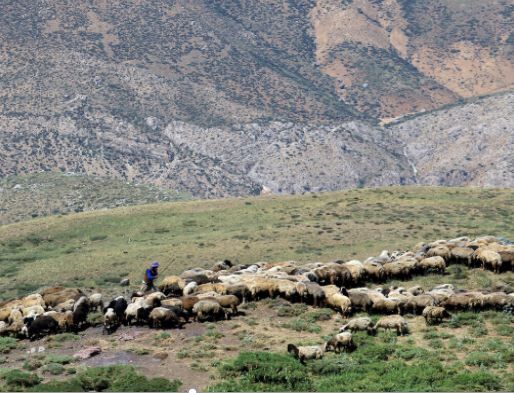 کرونا، کوچ بهاره عشایر خراسان شمالی را به تاخیر انداخت