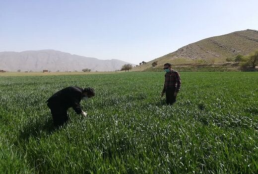 انتظار افزایش 20 درصدی تولید در مزارع گندم بنیان شیراز 