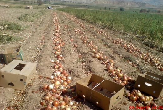  ۱۸ هزار تن پیاز از اراضی کشاورزی استان یزد برداشت شد