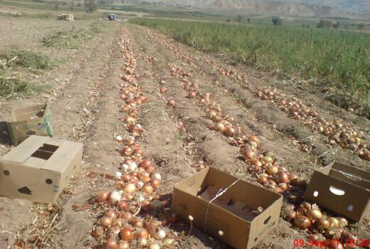  ۱۸ هزار تن پیاز از اراضی کشاورزی استان یزد برداشت شد