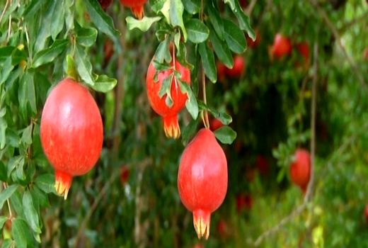 برداشت یاقوت های بهشتی از باغ های شهرضا