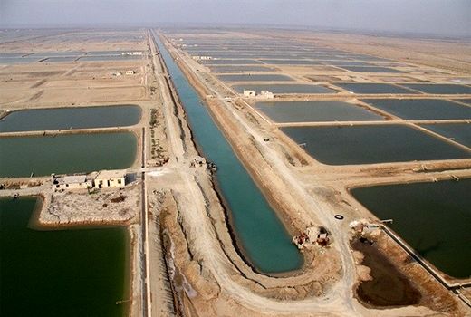 ۲.۵ میلیارد قطعه بچه میگو در ۵۴۰۰ استخر پرورشی استان بوشهر ذخیره‌سازی شد