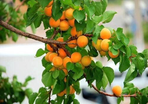 کاهش 27 درصدی تولید زردآلو در اصفهان