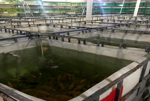 تهران بالاترین تکنولوژی تولید ماهیان زینتی را در کشور دارد