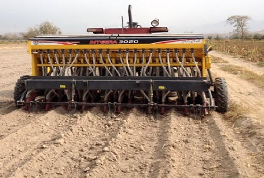 کف کاری گندم راهکاری برای کاهش اثرات شوری خاک