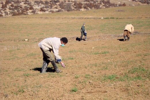 کشاورزان با روش های علمی صحیح به مبارزه با آفات مزارع بپردازند