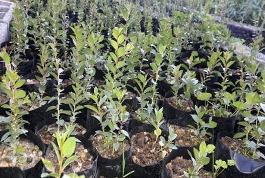 غرس ۳۰ هزار اصله نهال در شهرستان شهرکرد