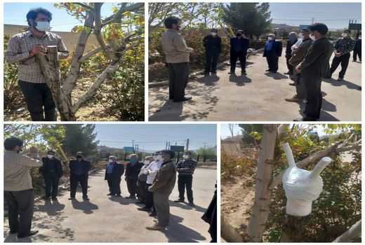 برگزاری کارگاه اموزشی سرشاخه کاری گردو در شهر بن