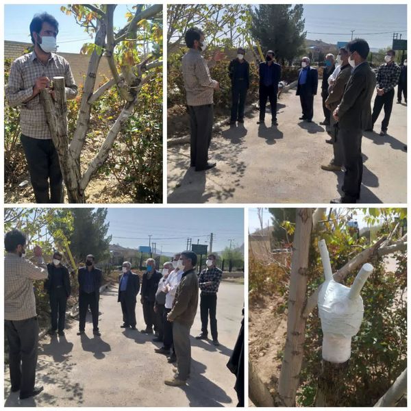 برگزاری کارگاه اموزشی سرشاخه کاری گردو در شهر بن