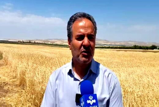 معرفی 50 رقم گندم دیم توسط مرکز تحقیقات دیم کشور