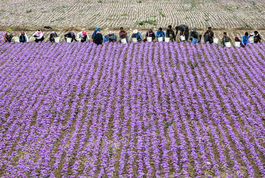 عرضه زعفران در بورس برای کمک به کشاورزان خرده پا