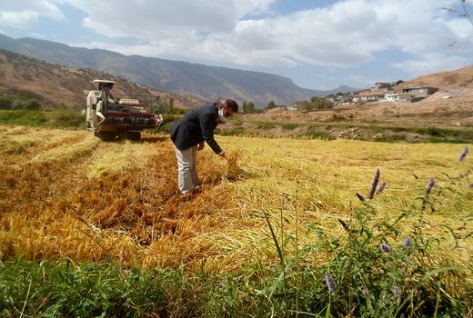 برداشت برنج در شهرستان سیروان آغاز شد