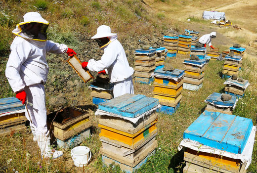 تولید ۹۵۵ تن عسل، دستاورد زنبورداران اسکو 