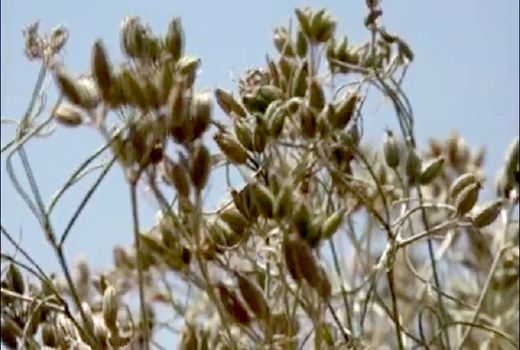 برداشت زیره سبز در بهاباد آغاز شد