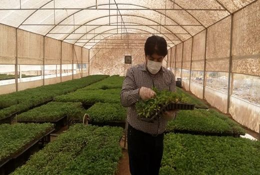 تولید 200 هزار بوته نشای کلزا در فارس