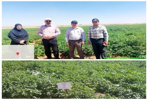 اجرای طرح تحقیقاتی ۱۲ واریته جدید سیب‌زمینی در شهرستان بروجن 