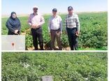اجرای طرح تحقیقاتی ۱۲ واریته جدید سیب‌زمینی در شهرستان بروجن 