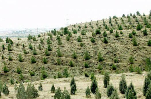 امسال 800 هزار اصله نهال در بین متقاضیان به‌صورت رایگان توزیع می‌شود