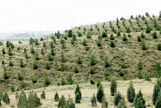 امسال 800 هزار اصله نهال در بین متقاضیان به‌صورت رایگان توزیع می‌شود