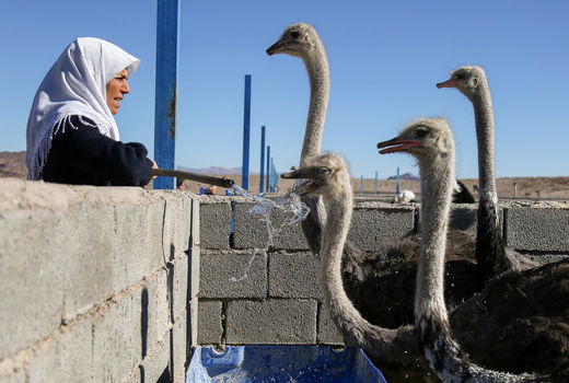  مزرعه پرورش شترمرغ دراستان خراسان جنوبی