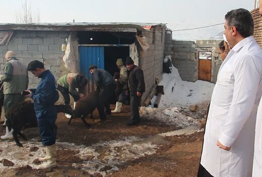 انجام 550 هزار خدمت رایگان دامپزشکی در 183 روستای آذربایجان شرقی به مناسبت دهه فجر