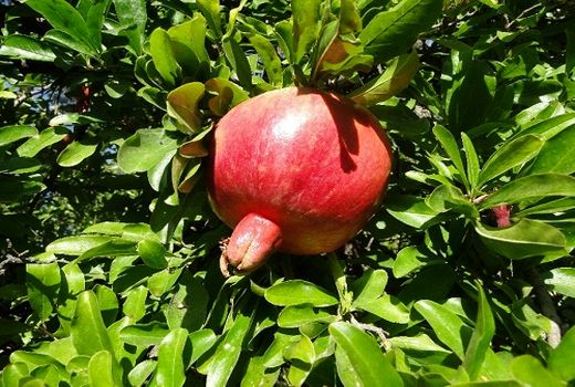 آغاز برداشت یاقوت سرخ در کازرون