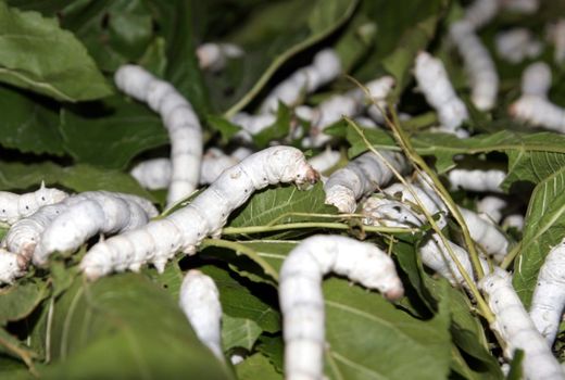 بی‌نیازی از واردات نخ با تولید 3 هزار تن پیله ابریشم