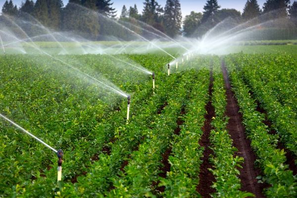 فرهنگ سازی برای مصرف بهینه آب کشاورزی ضروری است