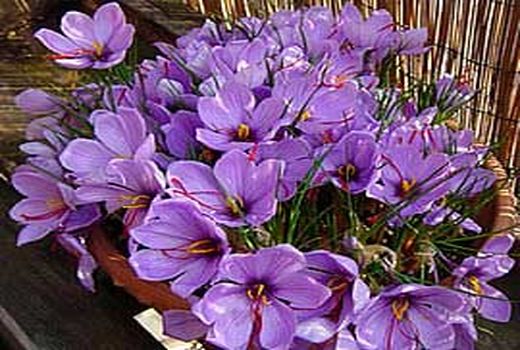 سطح زیر کشت زعفران در شهرستان سیرجان در حال حاضر 135 هکتار است