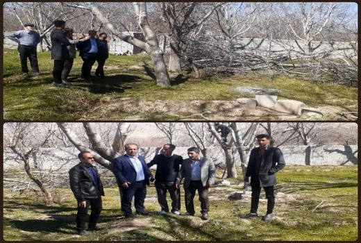 سرشاخه کاری 34 هکتار از باغات گردوی شهرستان اسکو