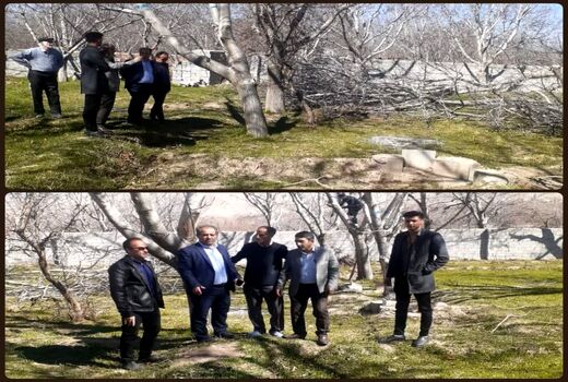 سرشاخه کاری 34 هکتار از باغات گردوی شهرستان اسکو