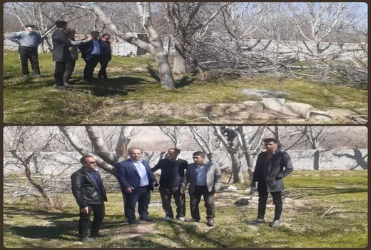 سرشاخه کاری 34 هکتار از باغات گردوی شهرستان اسکو