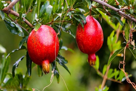 اجرای طرح جایگزینی باغات برای استفاده بهتر از منابع آبی