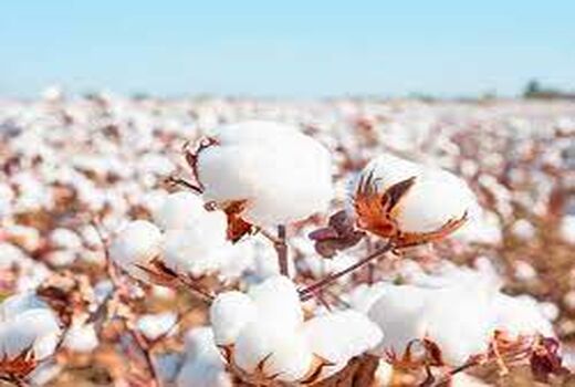 تدوین بسته حمایتی پنبه برای سال آینده