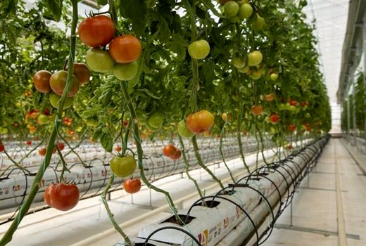 بهره برداری از گلخانه 10 هکتاری مهرگان در استان تهران با حمایت بانک کشاورزی