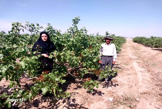 رتبه نخست شهرستان اسکو در تولید پسته 