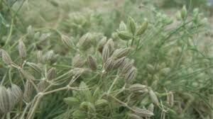 برگزاری کارگاه آموزشی اصول فنی زراعت زیر و فراوری گیاهان دارویی در شهرستان کرمان 