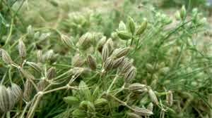 برگزاری کارگاه آموزشی اصول فنی زراعت زیر و فراوری گیاهان دارویی در شهرستان کرمان 