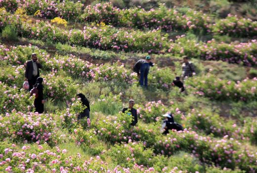 کشت گیاهان دارویی در یک هزار و ۶۰۰ هکتار از اراضی چهارمحال و بختیاری 
