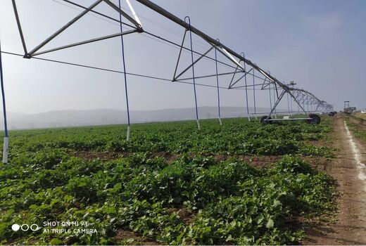 تجهیز 3000 هکتار مزارع کشاورزی جویبار به سیستم آبیاری نوین