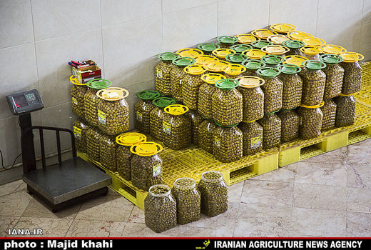 وجود 19 واحد صنعتی روغن‌کشی زیتون در طارم