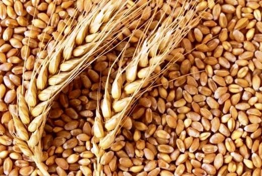 بیش از 2100 تن بذور گواهی شده غلات در اختیار کشاورزان البرزی قرار گرفت 