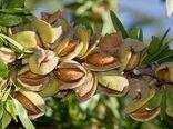 ارقام جدید دیرگل بادام سازگار با شرایط منطقه‌ای،  آزمایش می‌شوند