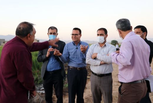 مزرعه برنج آلوده در حاشیه شیراز قلع و قمع شد