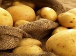 برداشت بیش از ۲ هزار تُن سیب زمینی در خراسان جنوبی