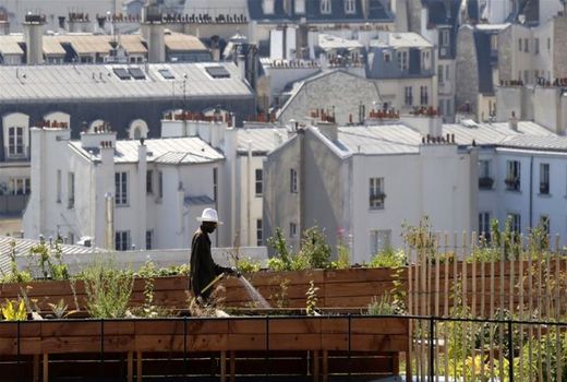 کشاورزی شهری کلید آینده‌ای پایدار