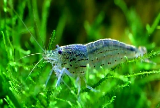 شناسایی 50 هزار هکتار زمین مستعد پرورش میگو در هرمزگان